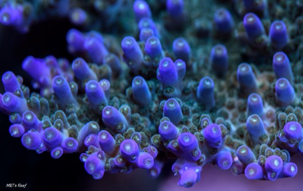 Acropora - The Starship Architect