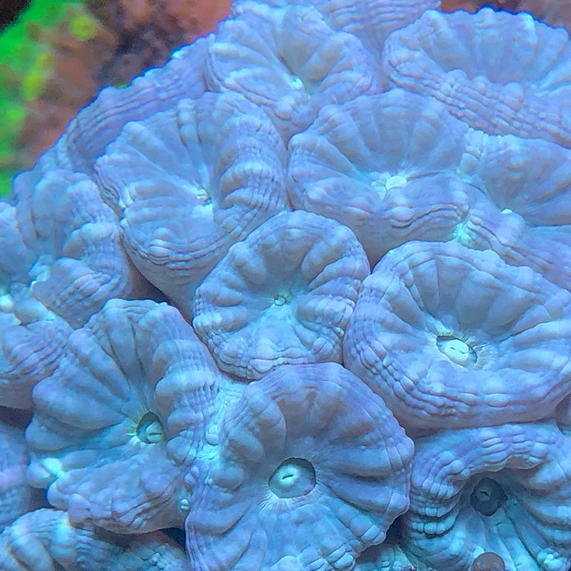 Candy Cane Coral - The Binary Beacon