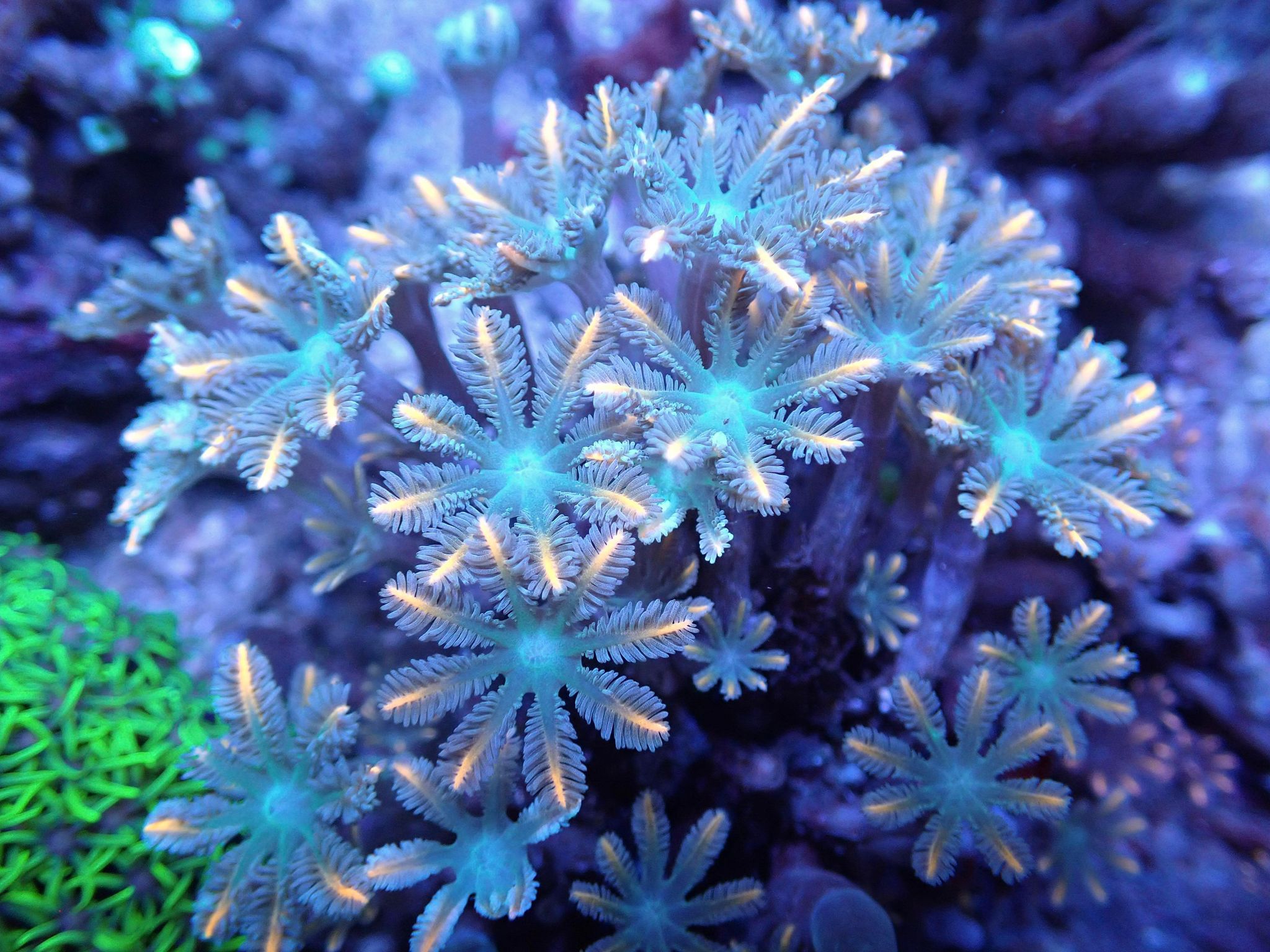 Clove Polyps - The Starlight Whisper