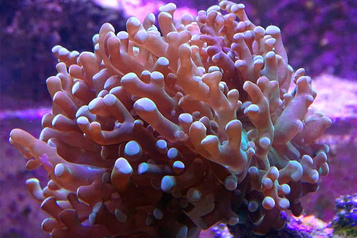 Frogspawn Coral - The Quantum Bloom