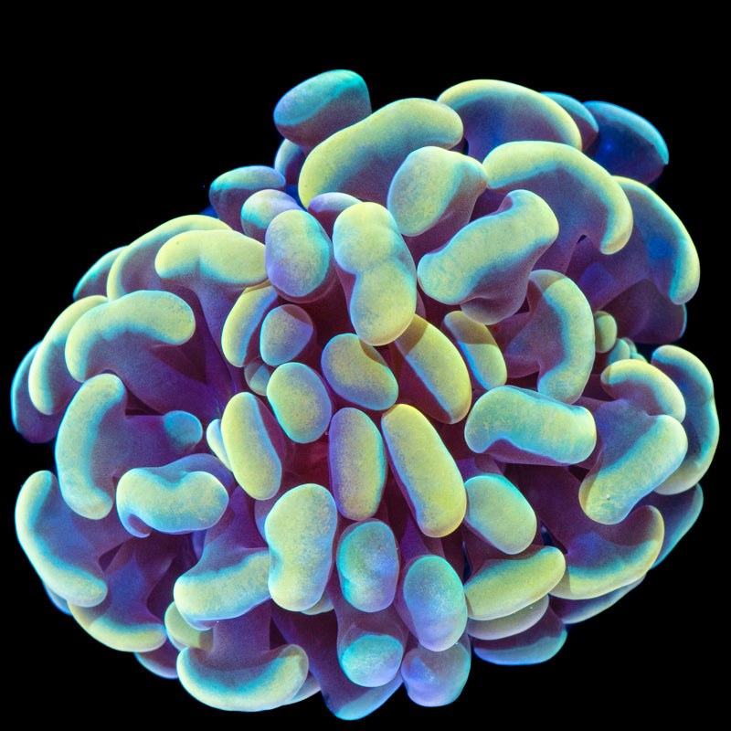 Hammer Coral - The Galactic Forge