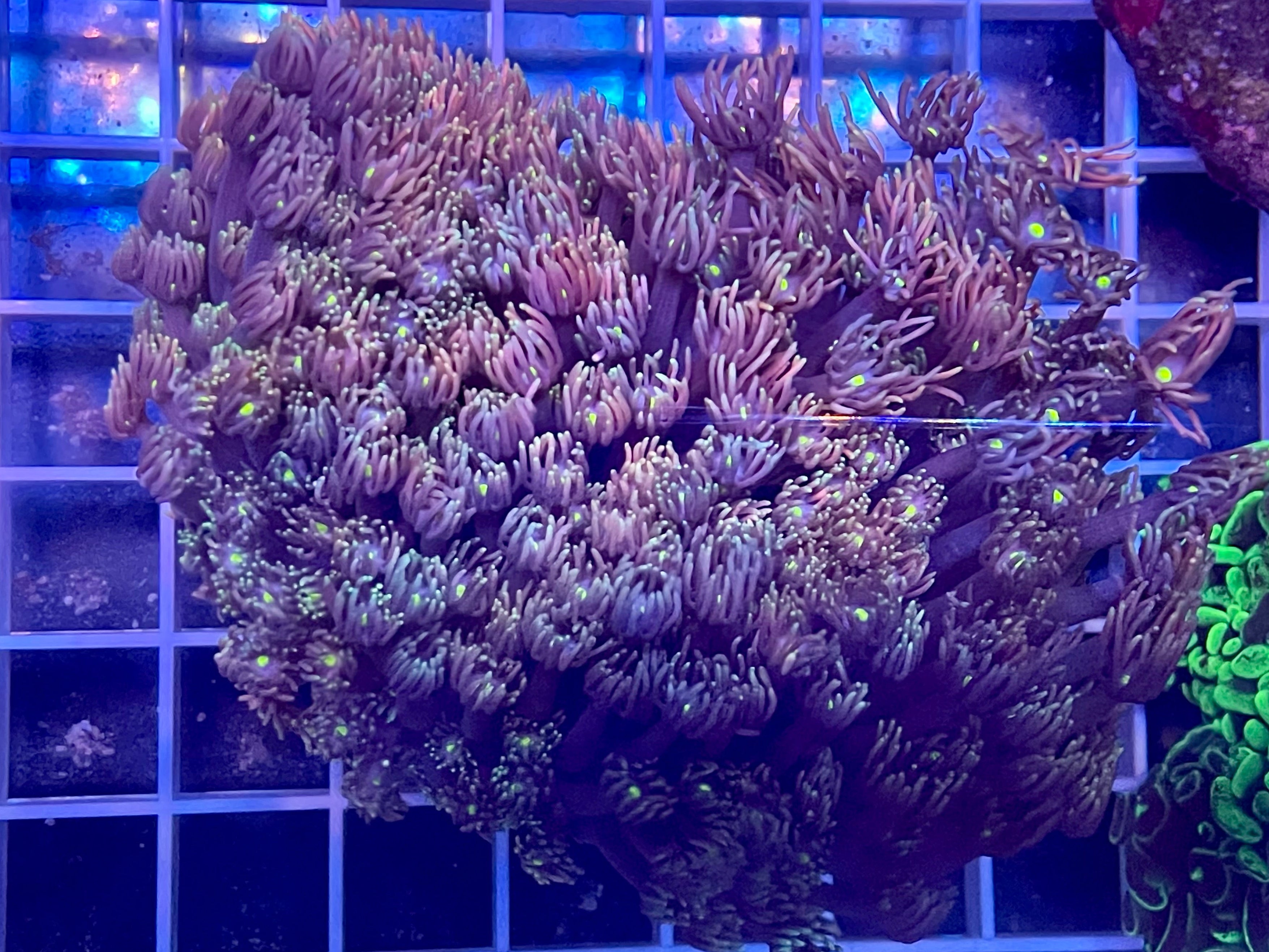 Aussie Goniopora - Multicolor, WYSIWYG