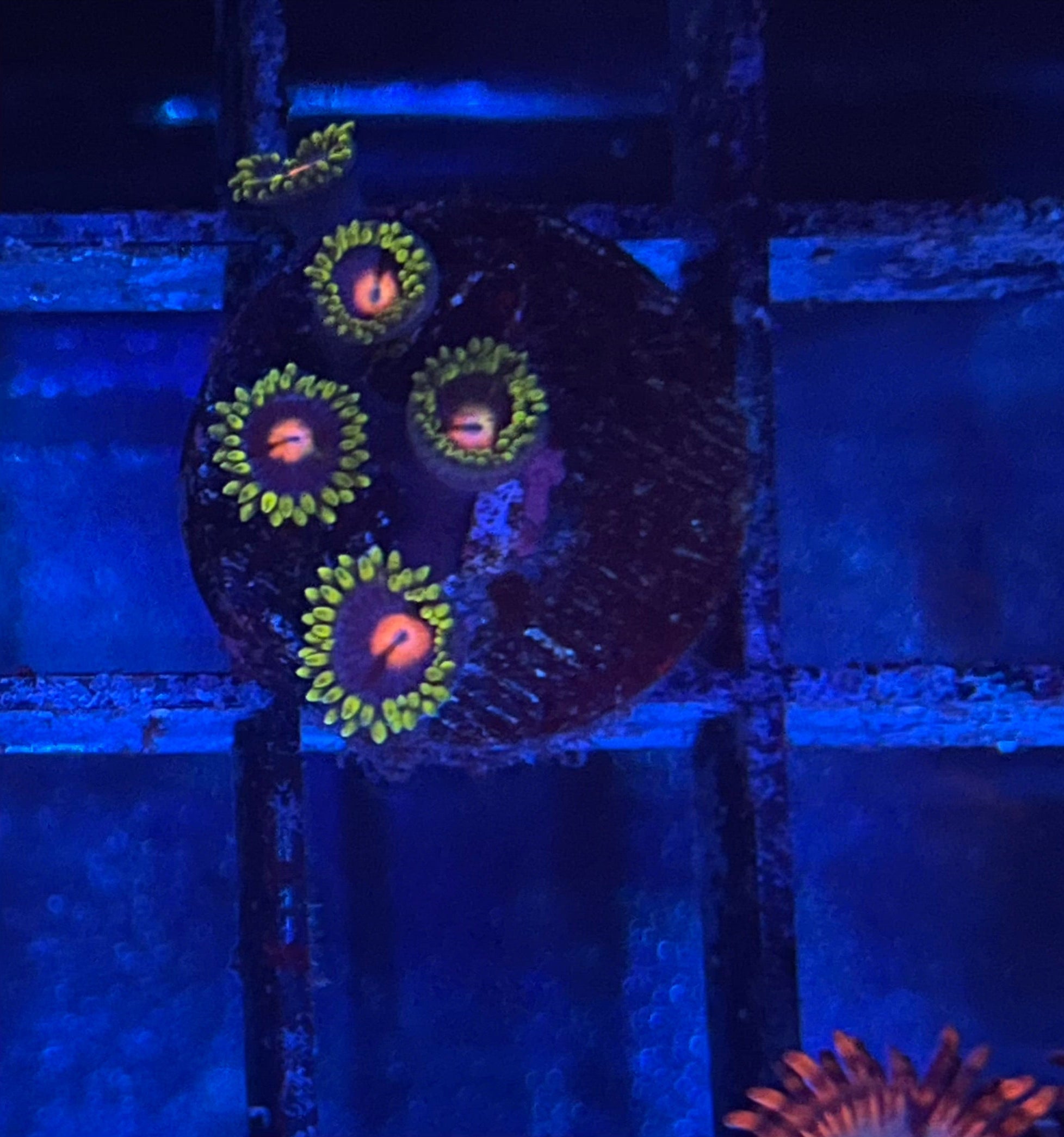 Blow Pop Zoanthid coral polyp with a dark blue background