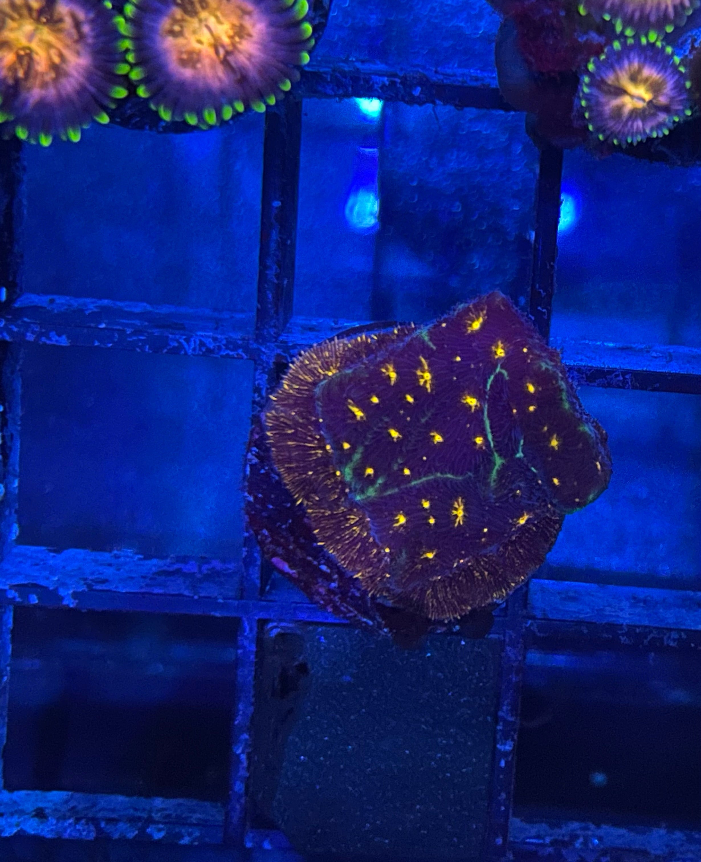ireworks Leptoseris vibrant coral frag in an aquarium setting with blue lighting.