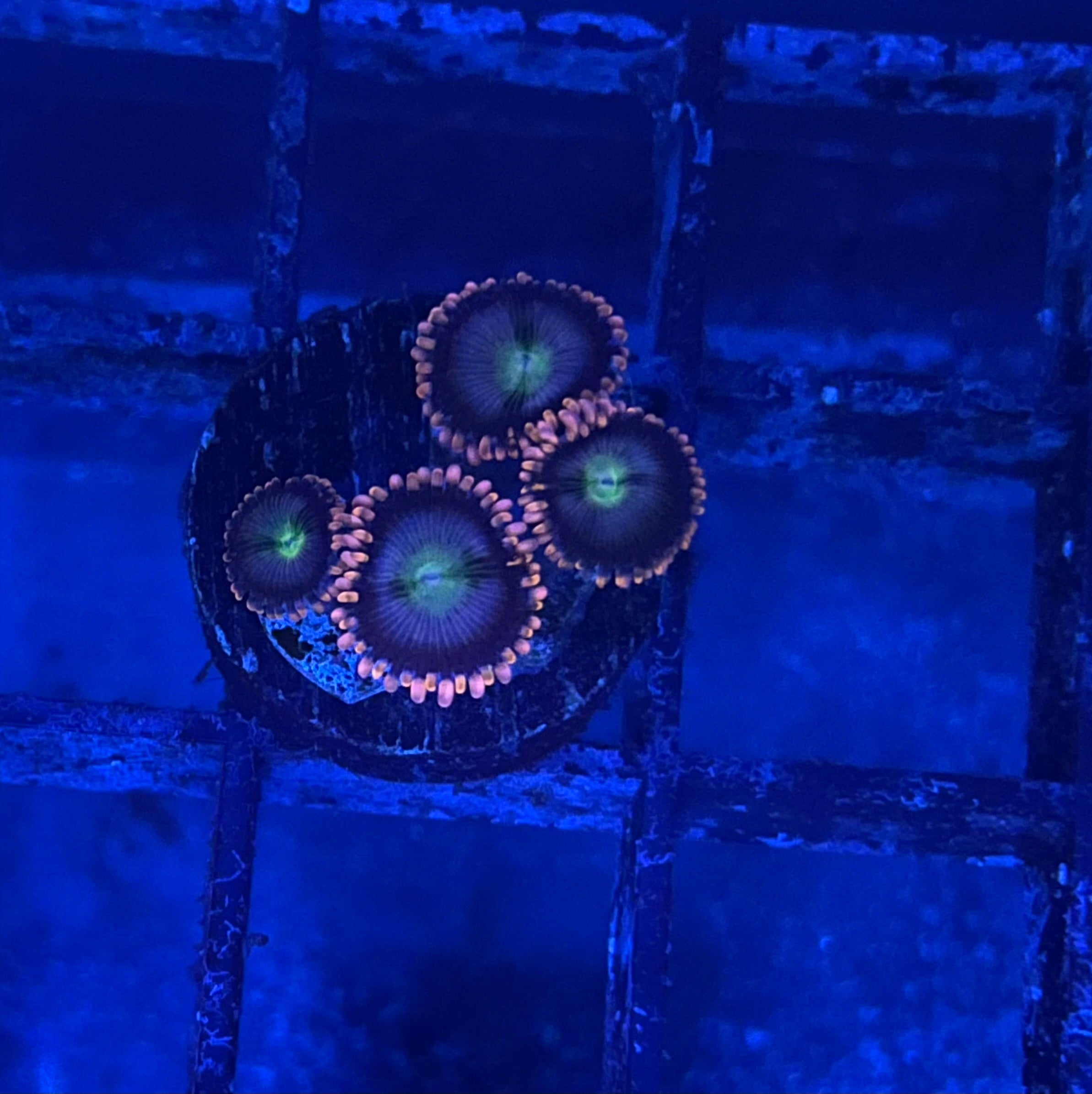 Laffy Taffy Zoanthid - vibrant purple and green coral on a textured blue background