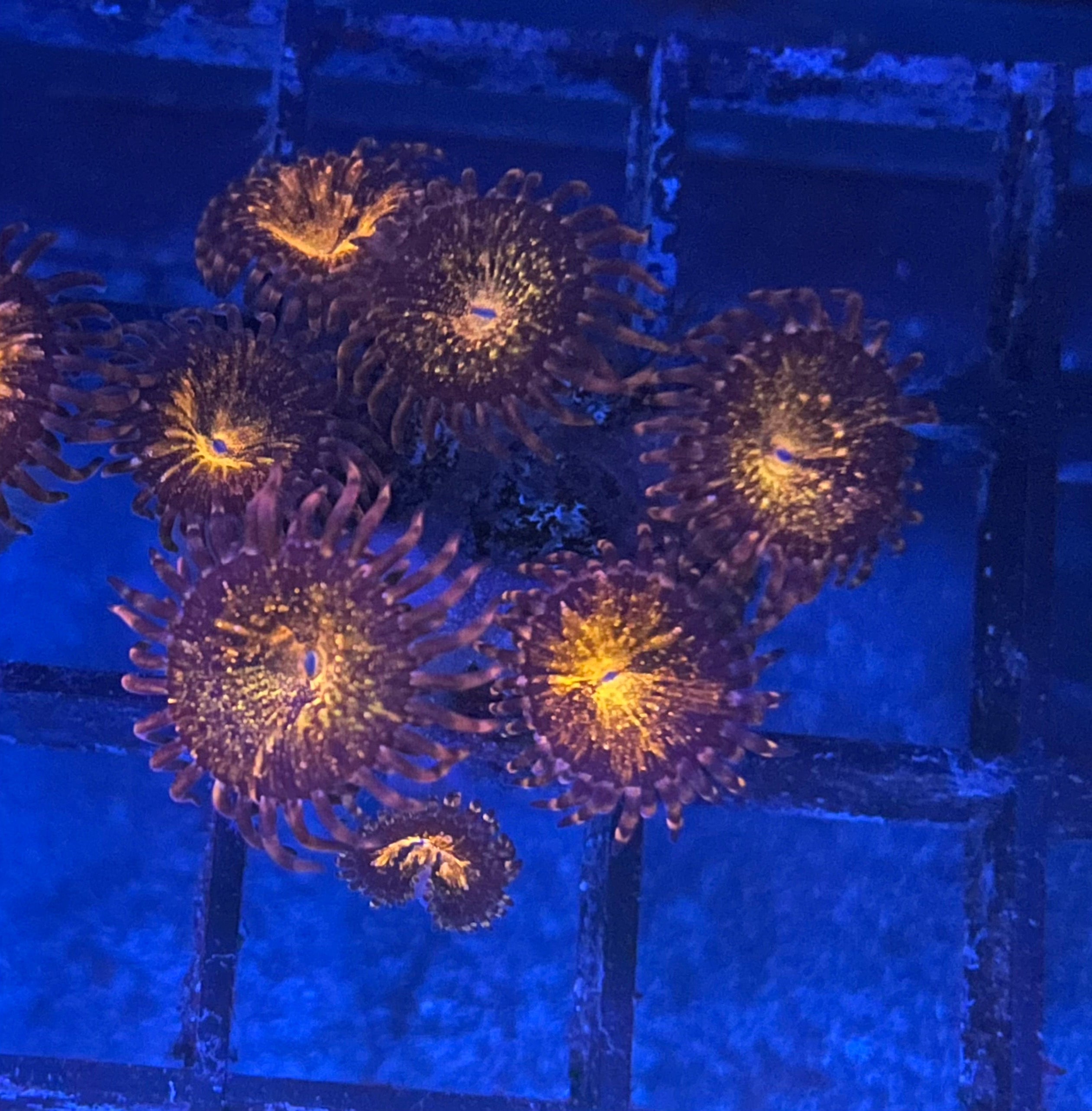 Pink and Gold Zoanthid cluster - coral polyps on a blue brick wall background
