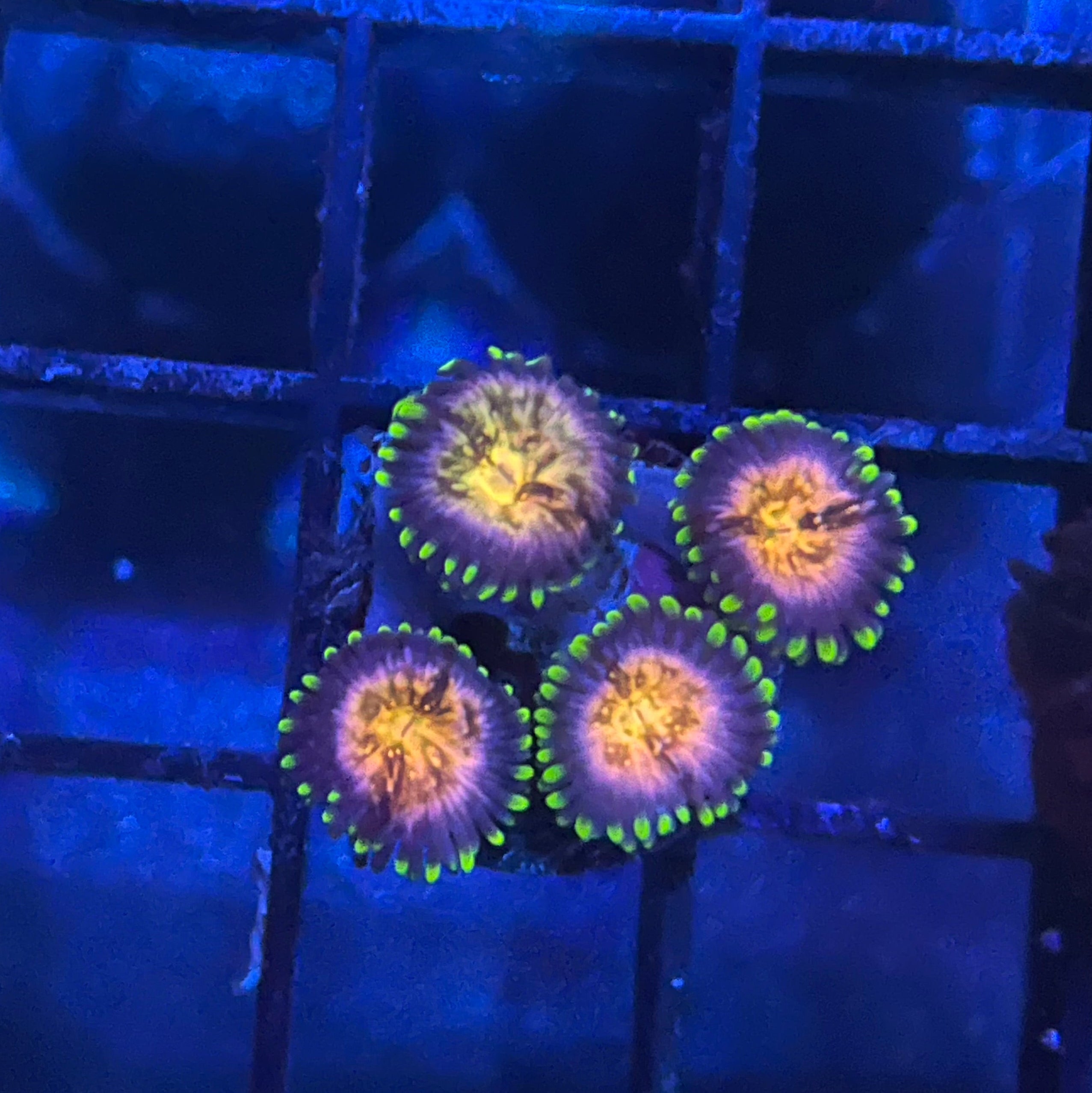 Nirvana Zoanthid - vibrant coral polyps in an aquarium setting