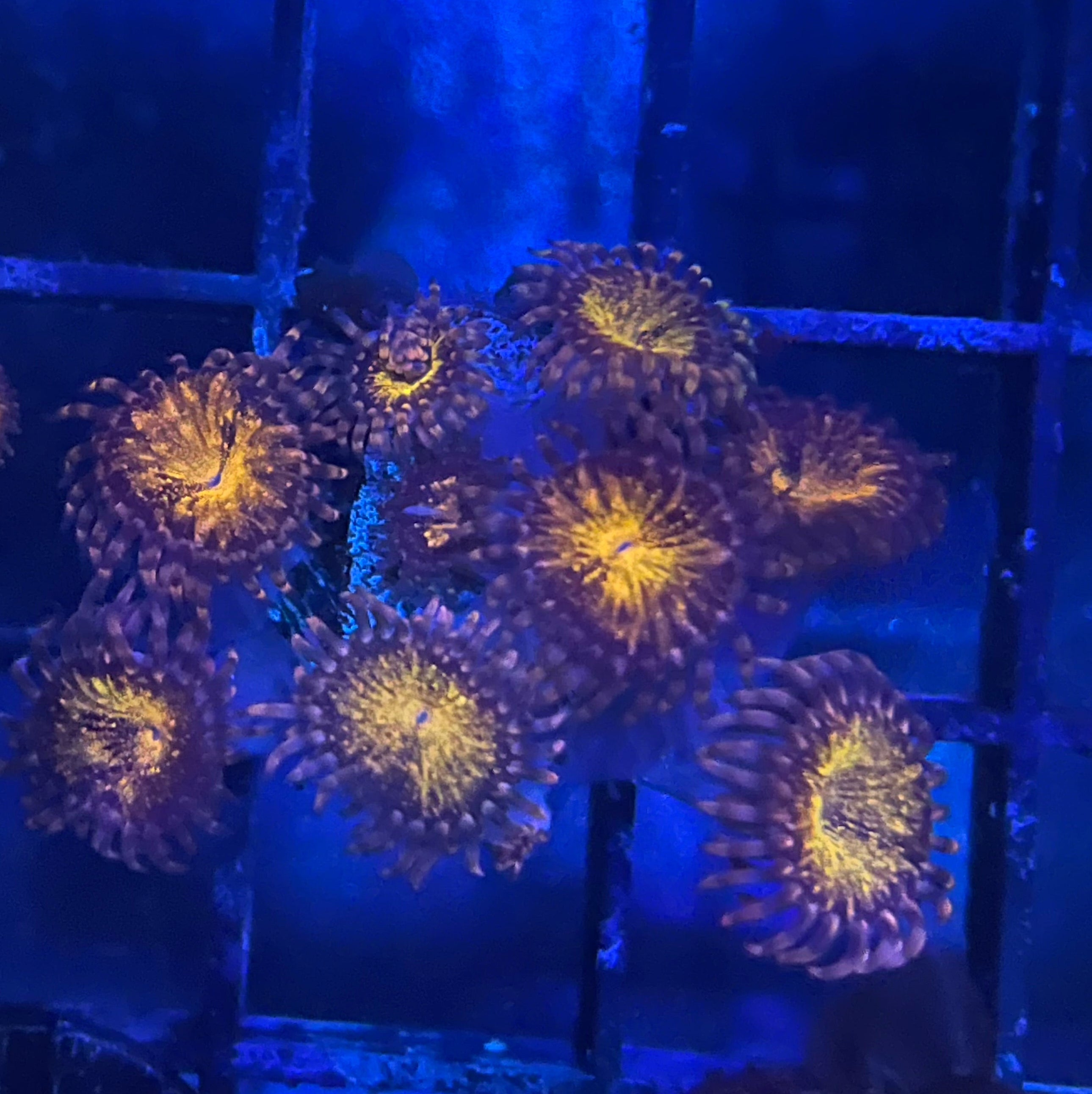 Pandora Zoanthid - cluster of yellowish coral polyps under blue lighting.