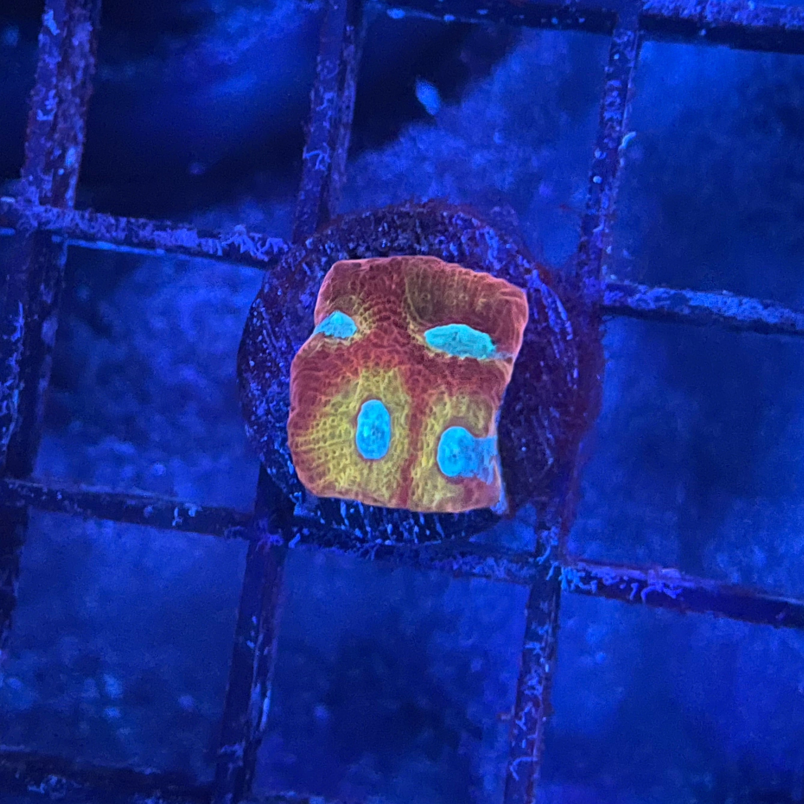 Magma Frost Favia - colorful coral on a blue-tinted grid background
