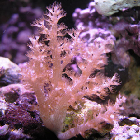 Kenya Tree Coral - The Terraformer