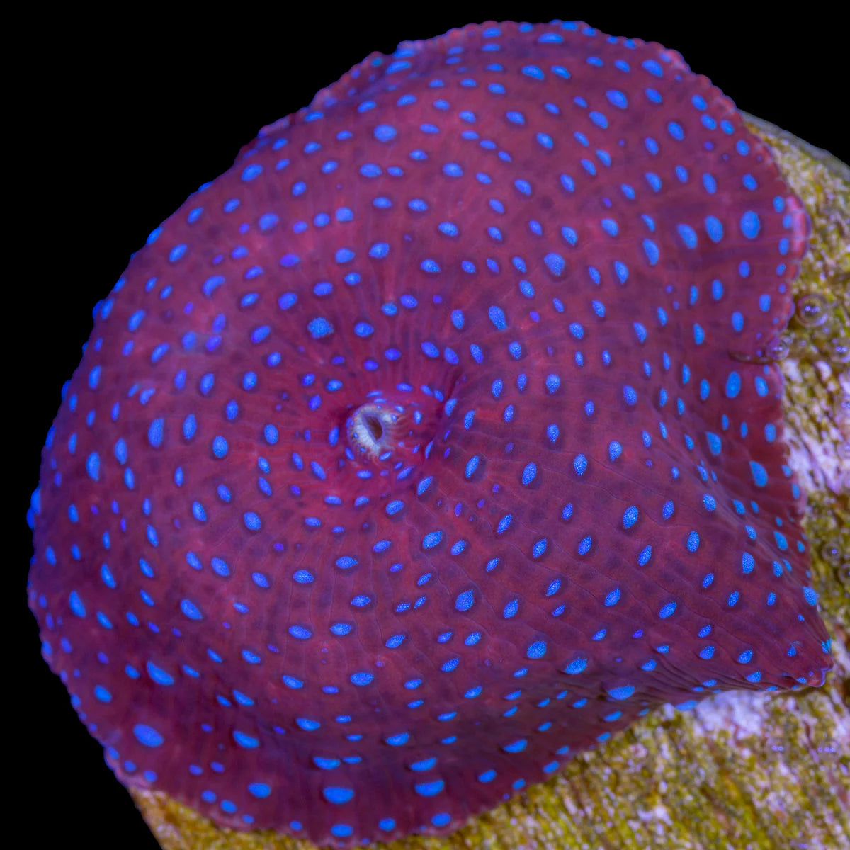 Mushroom Coral - The Cosmic Cushion
