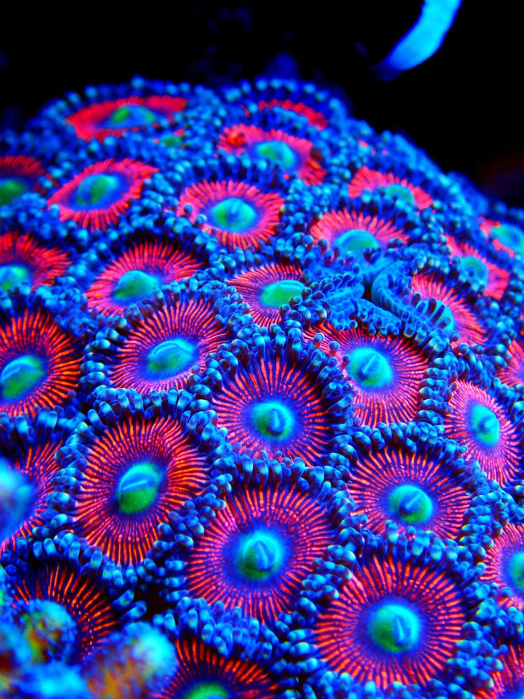 Zoanthids - The Microverse Mosaic